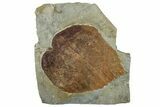 Fossil Leaf (Davidia) - Montana #262771-1